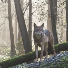 Wolf in de vroege morgen