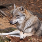 Wolf in het Bayerischer Wald
