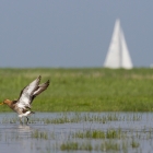 Weidevogels op Marken