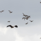 Vliegende Zeearend tussen opgeschrikte kleinere vogels