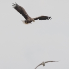 Vliegende Zeearend en meeuw in de Biesbosch