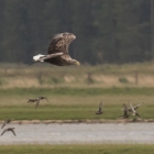 Vliegende Zeearend in de Biesbosch