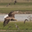 Vliegende Zeearend in de Biesbosch