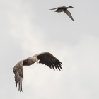Vliegende Zeearend in de Biesbosch