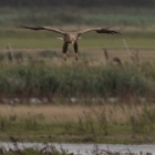 Landende Zeearend in de Biesbosch