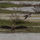 Landende Zeearend in de Biesbosch