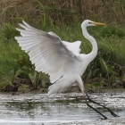 Landende Zilverreiger