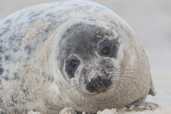 Zeehond op het Noordzeestrand van Düne