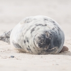 dune2015-zeehondenpups-5078