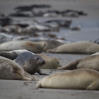 Zeehonden op Düne