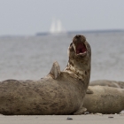 Zeehonden op Düne