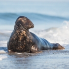 Grote Mannetjes Zeehond op Düne