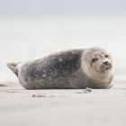 Huiler - Jonge Zeehond op Düne
