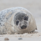 Zeehond op het Noordzeestrand van Düne