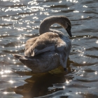 Zwaan in tegenlicht