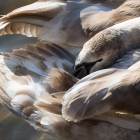 Zwaan in de Amsterdamse Waterleidingduinen