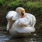 Poetsende zwaan in de sloot