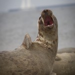 Zeehond op het strand van Düne