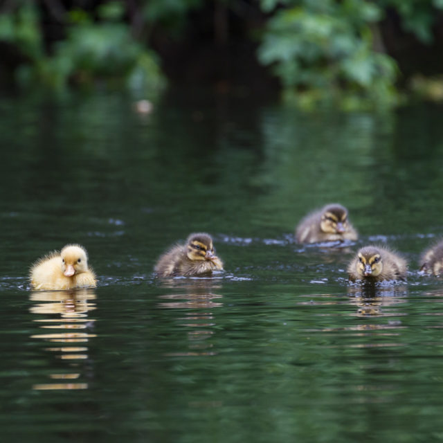 Jonge eendjes in vijver