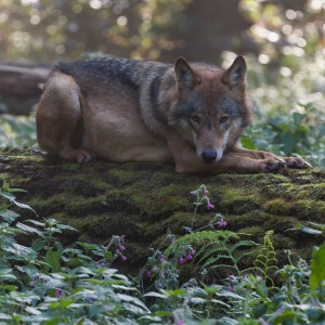 Wolf in Anholter Schweiz Wildpark