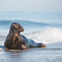 Zeehond op Düne - Winter 2015
