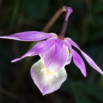 Bosnimf Orchidee - Calypso bulbosa