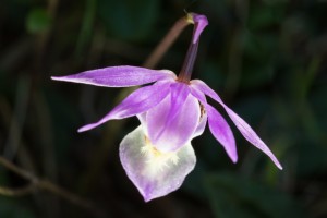 Bosnimf Orchidee - Calypso bulbosa