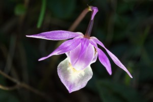 Bosnimf, zeldzame orchidee in Julma Olkky Finland
