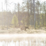 Bruine beer in de ochtendmist bij Kuhmo Filland - Big Brown Bear reservate