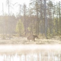 Bruine beer in de ochtendmist bij Kuhmo Filland - Big Brown Bear reservate