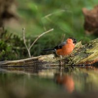 Goudvink in fotohut Kop van Deelen - Hoenderloo