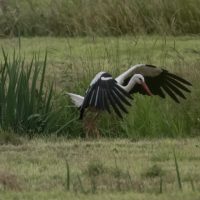 Vliegende Ooievaar