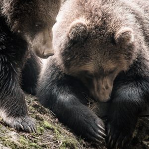 Twee jonge bruine beren in het Bayerischer Wald