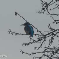 IJsvogel in Abcoude