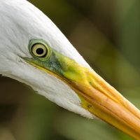 Grote Zilverreiger