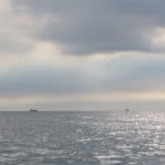 Jan-van-genten op de Noordzee